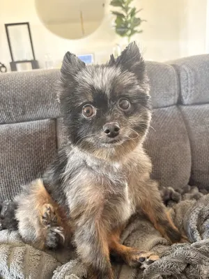 Chanadog