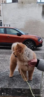 Beauté Canine