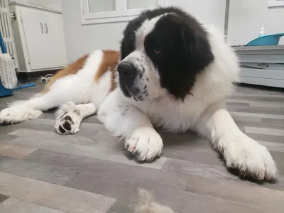 Manifi'chien