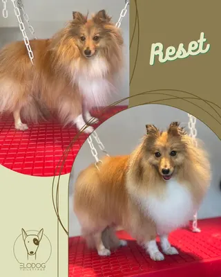 ELODOG Toilettage