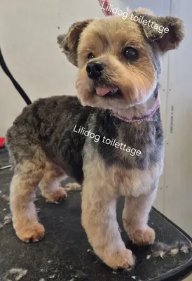 Lili Dog