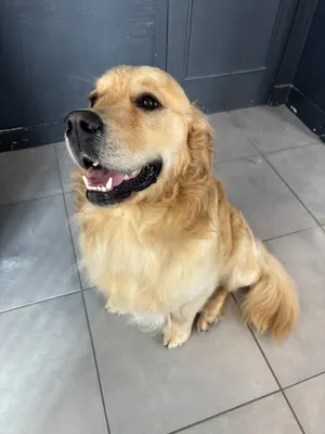 Dog N Wash Toilettage Creysse