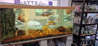 animal land, animalerie, salon de toilettage, vente de matériel,alimentation , animaux vivants