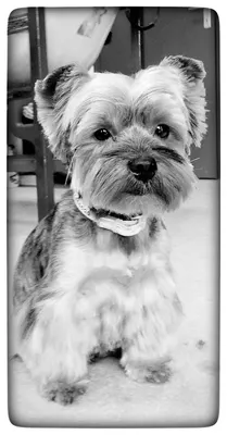 Comme Chien et Chat