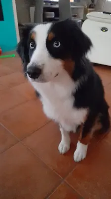 Cani-Coiff