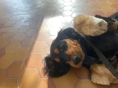 Au nom d' un chien toilettage à domicile