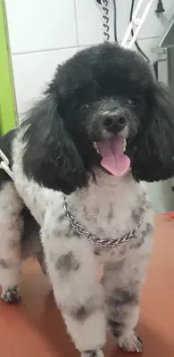Au Chien Chic