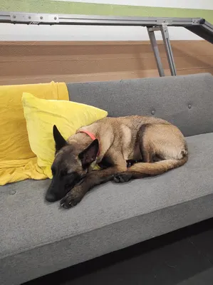 LA MEUTE AND CO-PARC CANIN D'INTERIEUR ET GARDERIE DE JOUR - DOGWASH sans rdv
