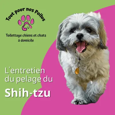 Tout pour nos poilus - Toiletteur Chiens&Chats