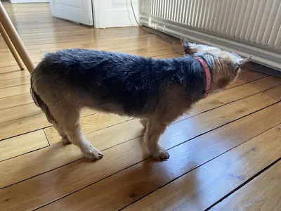 Canin Domicile