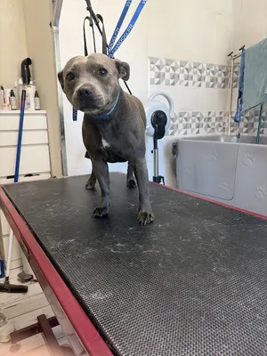 C'ouaf Dog