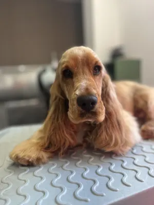 GOLDAMOUR Toilettage