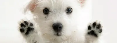 HAPPY DOG