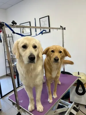DOG&CO