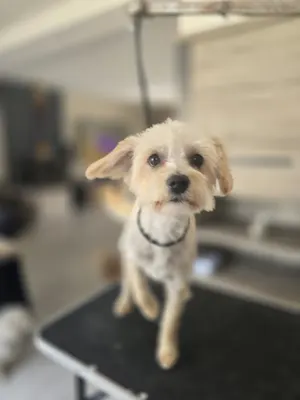 Beauté Canine