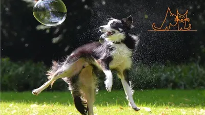 Canisweet