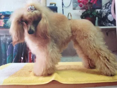 Amour De Chien