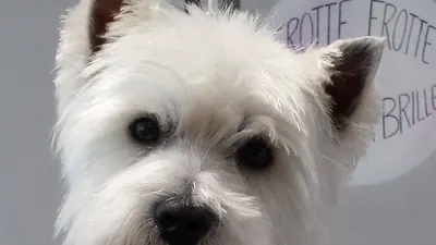 Relouk Chiens Severine