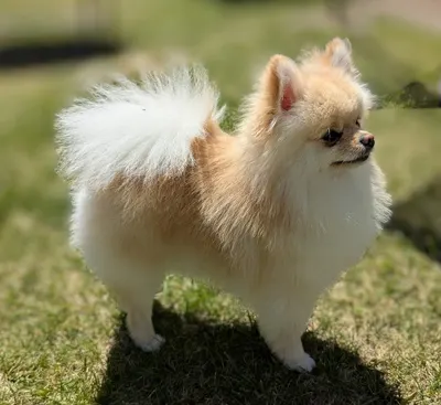 Le Dandy Dog