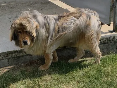 Pet's Wash Service