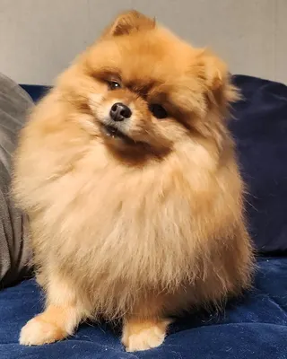 Eurl Dog Services