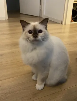 Chat Beauté Toilettage - Toilettage pour chat à domicile (95,92,94,78,77)