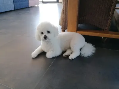 séduction canine