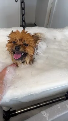 INSTITUT CANIN - Salon de toilettage et bien-être