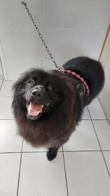 toilettage mousse-dog