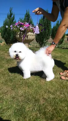 Doggy pop