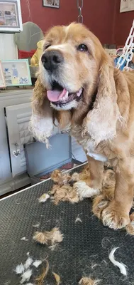 Les Six Os du Chien