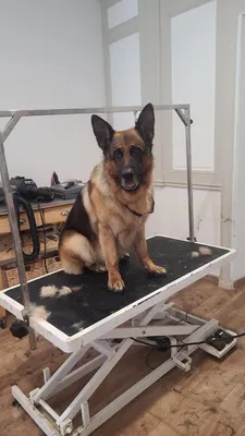 Aussie Grooming
