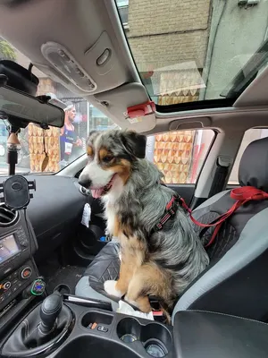 Styl'Chien