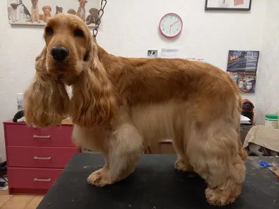 Le chien ovillois