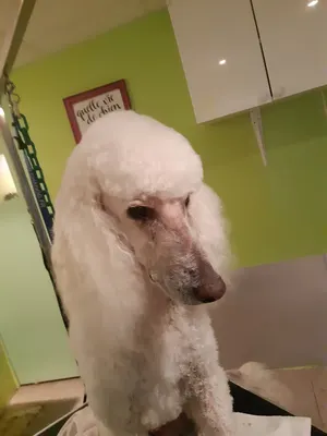 Salon de toilettage
