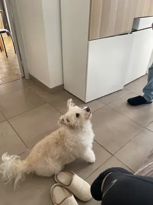 Love dog toilettage