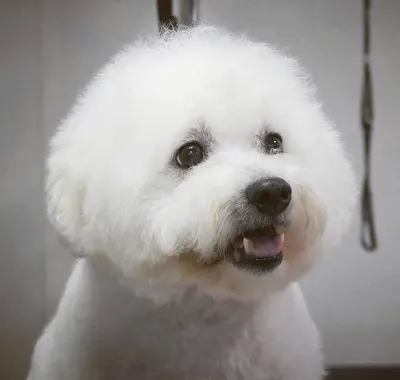 Sweet Dogs Cazaux Salon de Toilettage