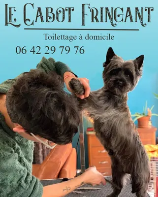 Le Cabot Fringant - Toilettage a Domicile