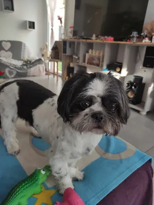 Oh MY Dog