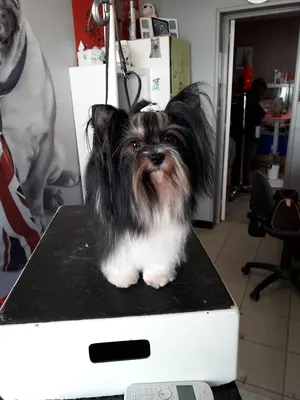 Pet Grooming