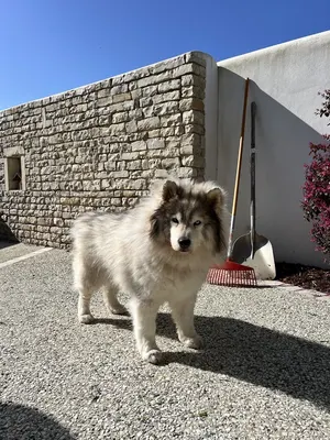 Toiletteur pour Chiens Chats NAC Marsi mon Chien
