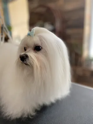 Esthetic Chiens