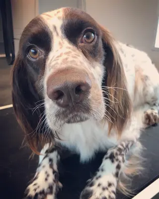 Le Salon de Sophie