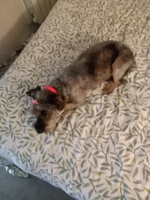 Dog A Dom