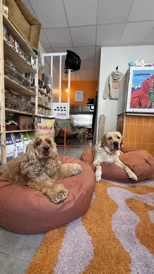 Binoome - magasin pour chiens et toiletteur à Arcachon