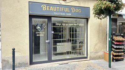 Beautiful Dog