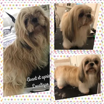 Chic Animals