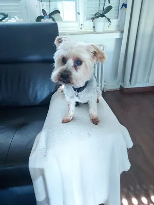 Look canin