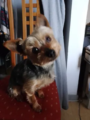 TOUTOU LOOK