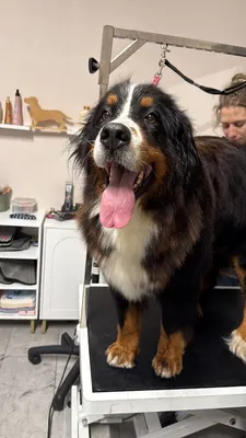 L'Institut Doggy'doux